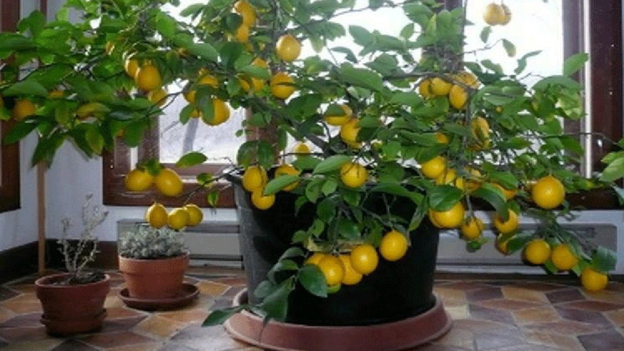 فكرة متخطرش على بالك.. طريقة زراعة الليمون في المنزل بخطوات بسيطة وداعا لغلاء الاسعار