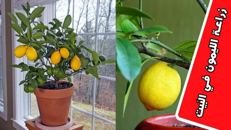 طريقة زراعة الليمون في البيت بثمرة ليمون في الثلاجة بكل سهوله في 5 دقائق