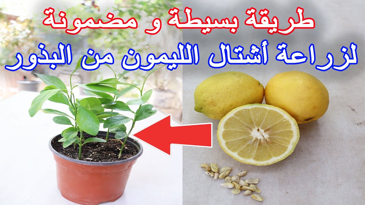 ولا يهمك سعره الغالي.. طريقة عبقرية لزراعة الليمون في المنزل بثمرة ليمون في الثلاجة في 3 دقائق فقط