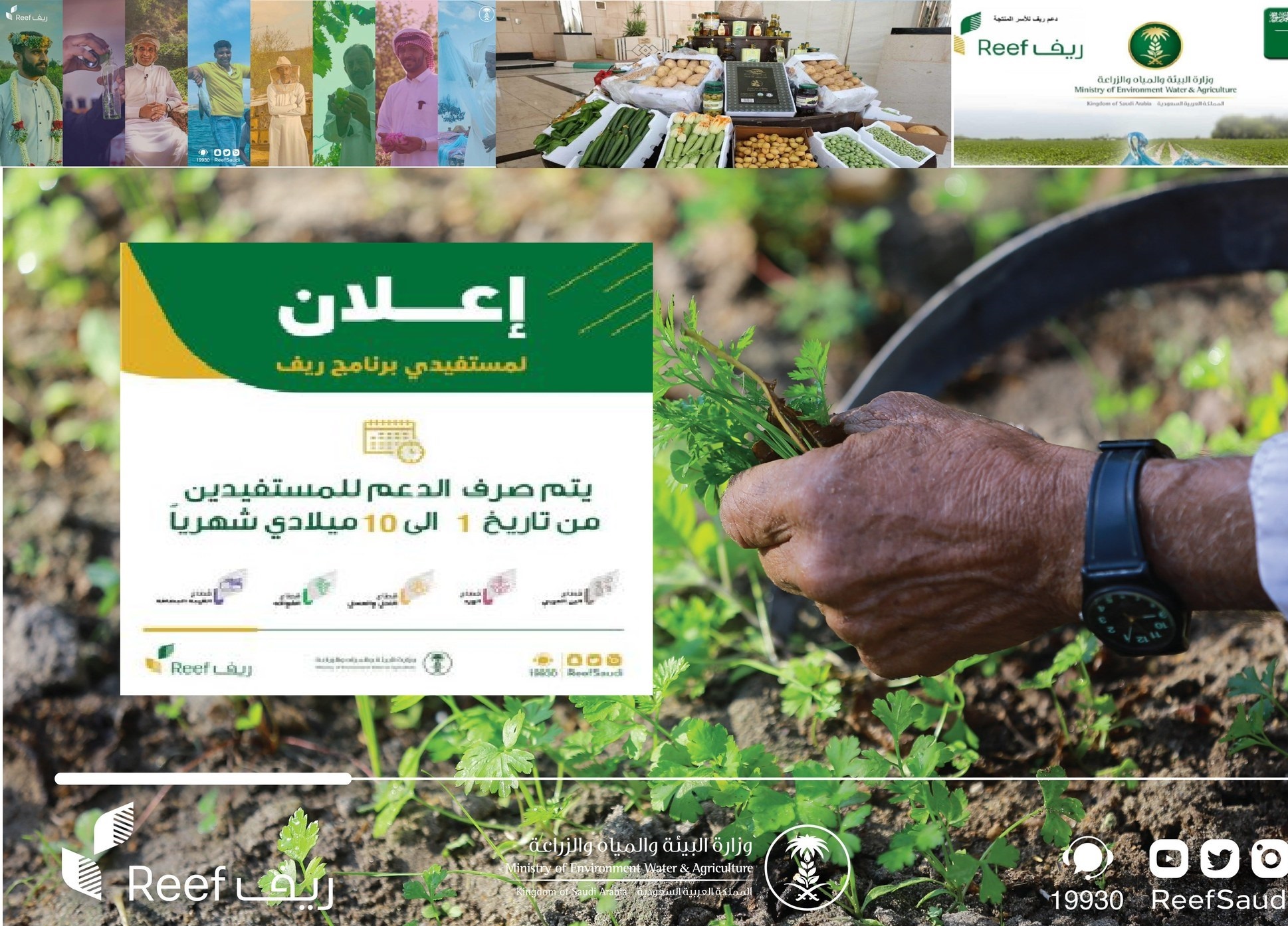 reef.gov.sa الاستعلام عن نزول وصرف دعم ريف للأسر المنتجة وربات البيوت تسجيل الدخول برقم الهوية www Reef gov sa تسجيل دخول واستعلام عن موعد نزول دعم ريف للأسر المنتجة دخول برقم الهوية