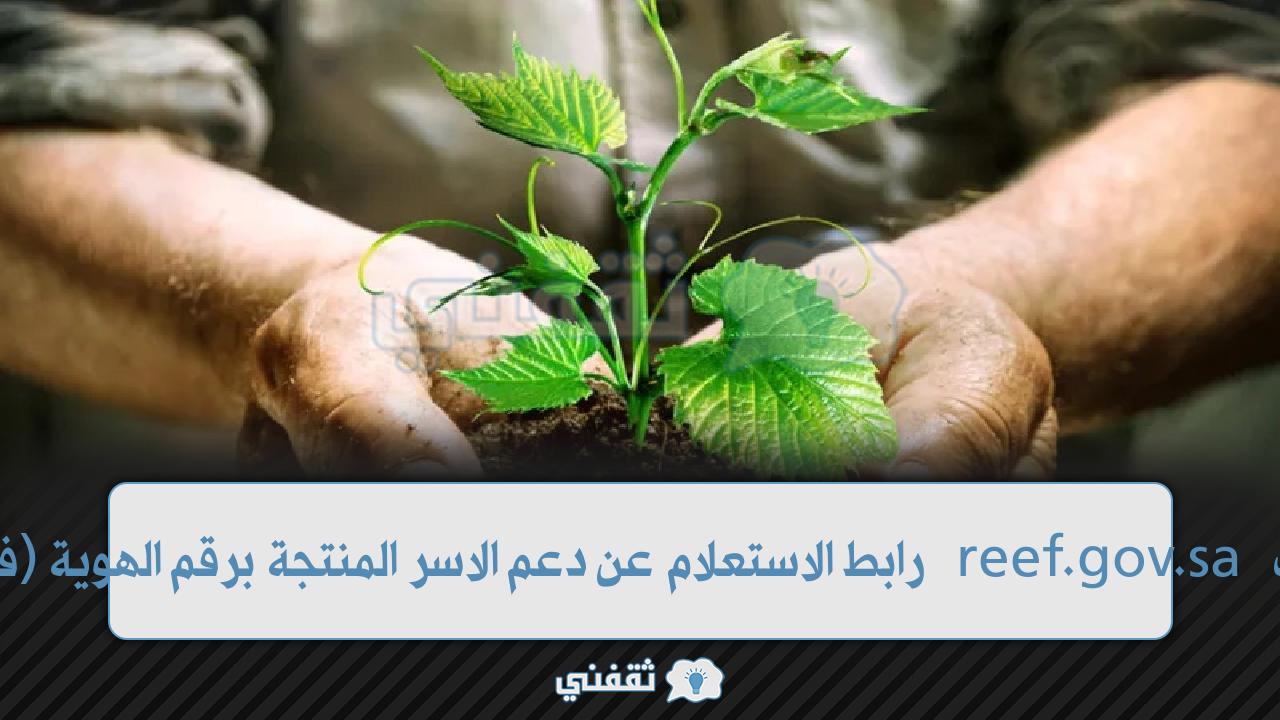 موعد نزول دعم ريف reef.gov.sa رابط الاستعلام عن دعم الاسر المنتجة برقم الهوية