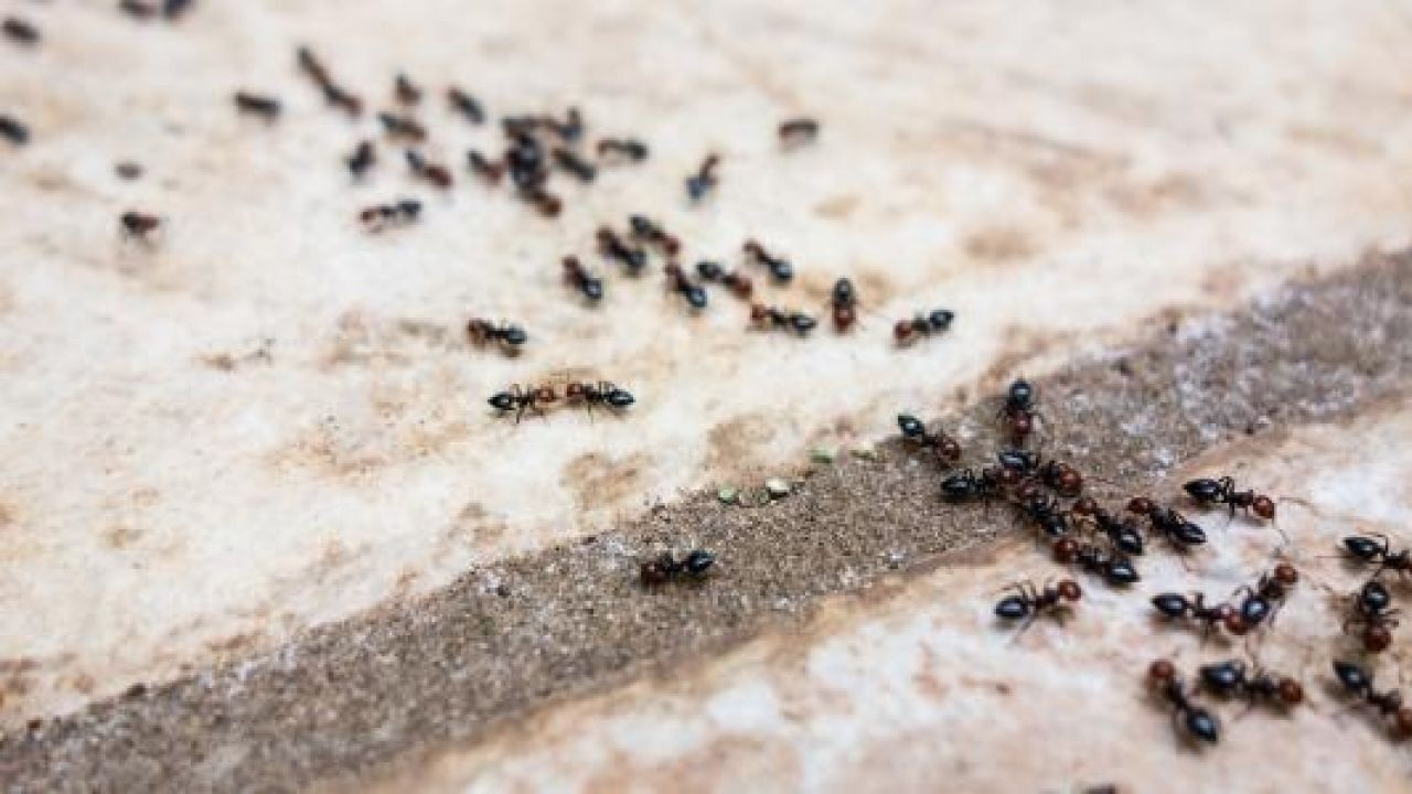 لو بتعاني من حشرات المنزل.. أقوي الطرق للتخلص من الحشرات والنمل والصراصير في المنزل بدون مواد ضارة