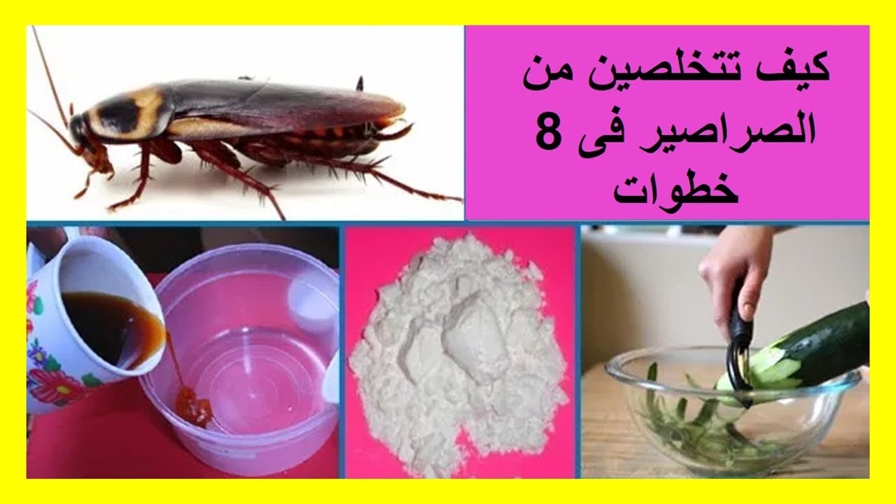 التخلص من الصراصير نهائيًا