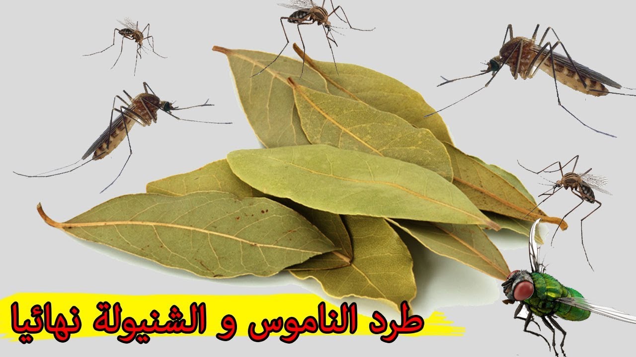 فكرة سحرية للتخلص من الناموس والهاموش والحشرات الطائرة نهائيا وبدون مواد كيميائية ضارة