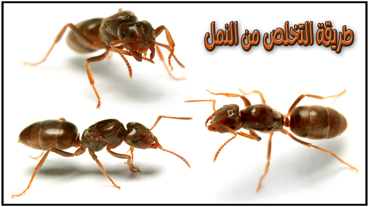 وداعاً للحشرات الزاحفة.. طريقة التخلص من النمل بدون مبيدات اورش وامنة 100% على اطفالك