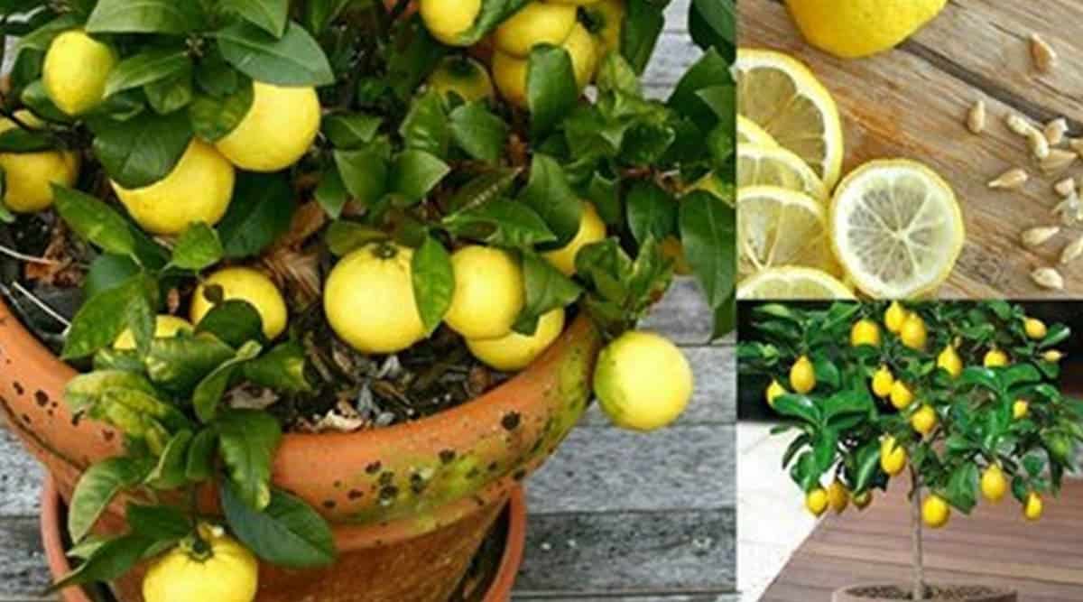 وداعاً لشراء الليمون بعد الآن.. طريقة زراعة الليمون في البيت بتمرة ليمونة من الثلاجة في 3 دقائق