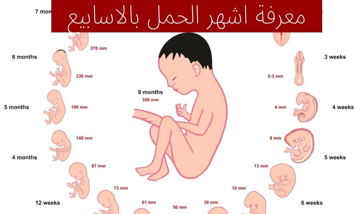 طريقة حساب اشهر الحمل بالاسابيع وموعد الولادة