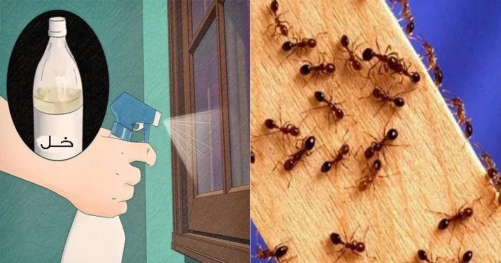 الحل النهائي للتخلص من الناموس والنمل والحشرات الطائرة في المنزل بدون مبيدات كيميائية ضارة