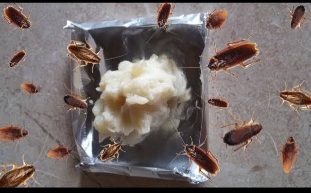مكون عضوي سحري.. ضعيه في المطبخ للقضاء على الصراصير والنمل والحشرات الطائرة نهائيا بدون مبيدات كيميائية
