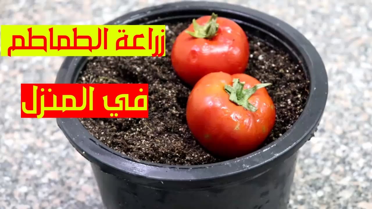 وداعاً لشراء الطماطم بعد الآن.. طريقة زراعة الطماطم في البيت بتمرة طماطم موجودة في الثلاجة في 3 دقائق