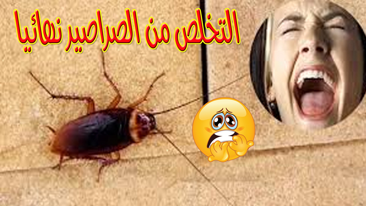 التخلص من الصراصير نهائيا