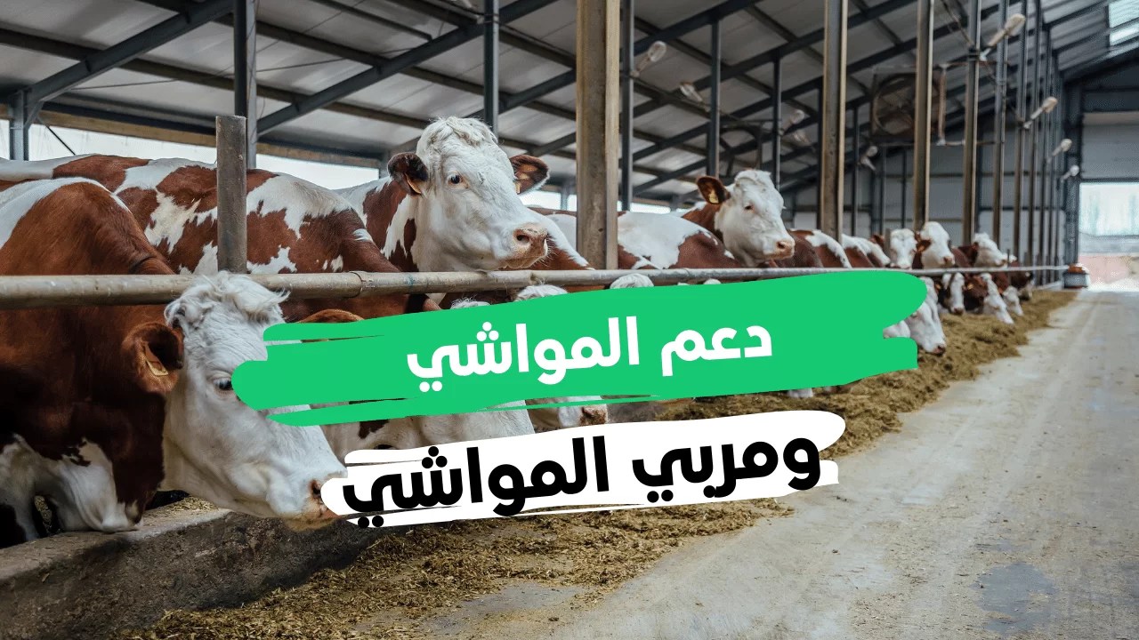 هل دعم المواشي يؤثر على حساب المواطن