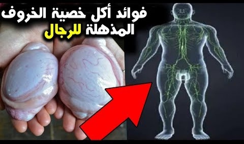 هذا ما يحدث في جسمك عند تناولك خصية الخروف أو خصية العجل.. معجزات صحية وفوائد لن تتخيلها