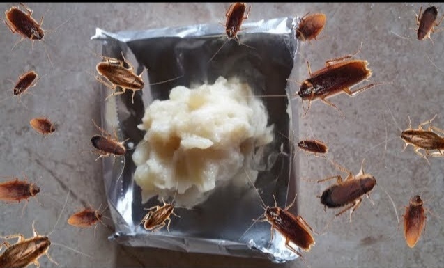 وداعاً للحشرات.. مكون خارق ضعيه في المطبخ للتخلص من الصراصير والنمل والذباب نهائيا بدون اي كيمياويات