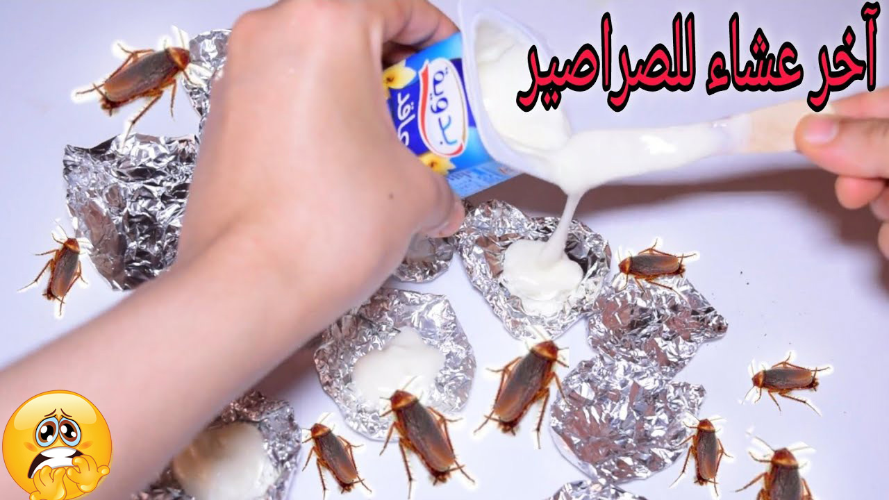 التخلص من الصراصير نهائيا