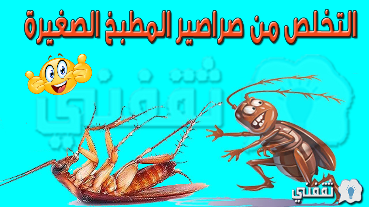 التخلص من صراصير المطبخ الصغيرة