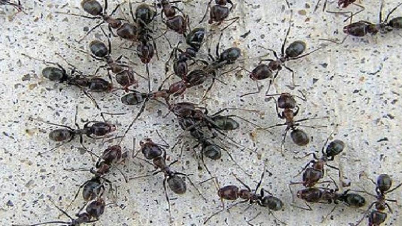 حل نهائي للقضاء على حشرات الصيف للابد النمل والصراصير والهاموش والناموس بدون مواد ضارة