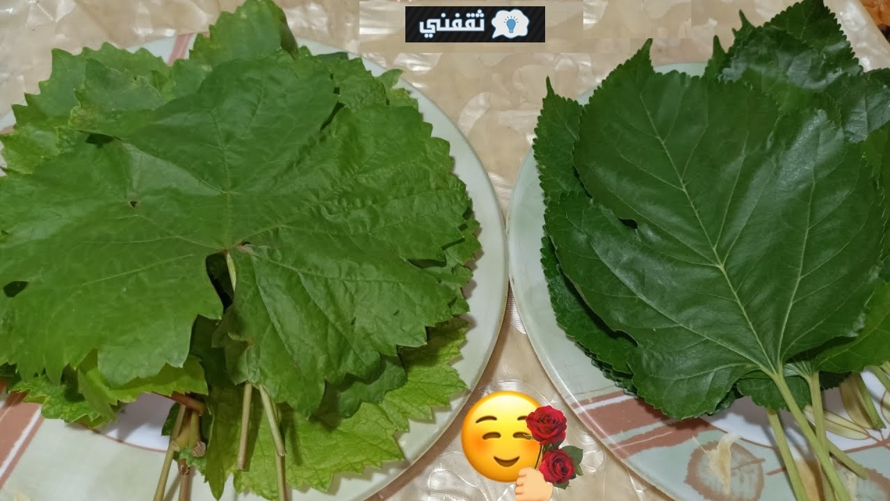 الفرق بين ورق التوت وورق العنب