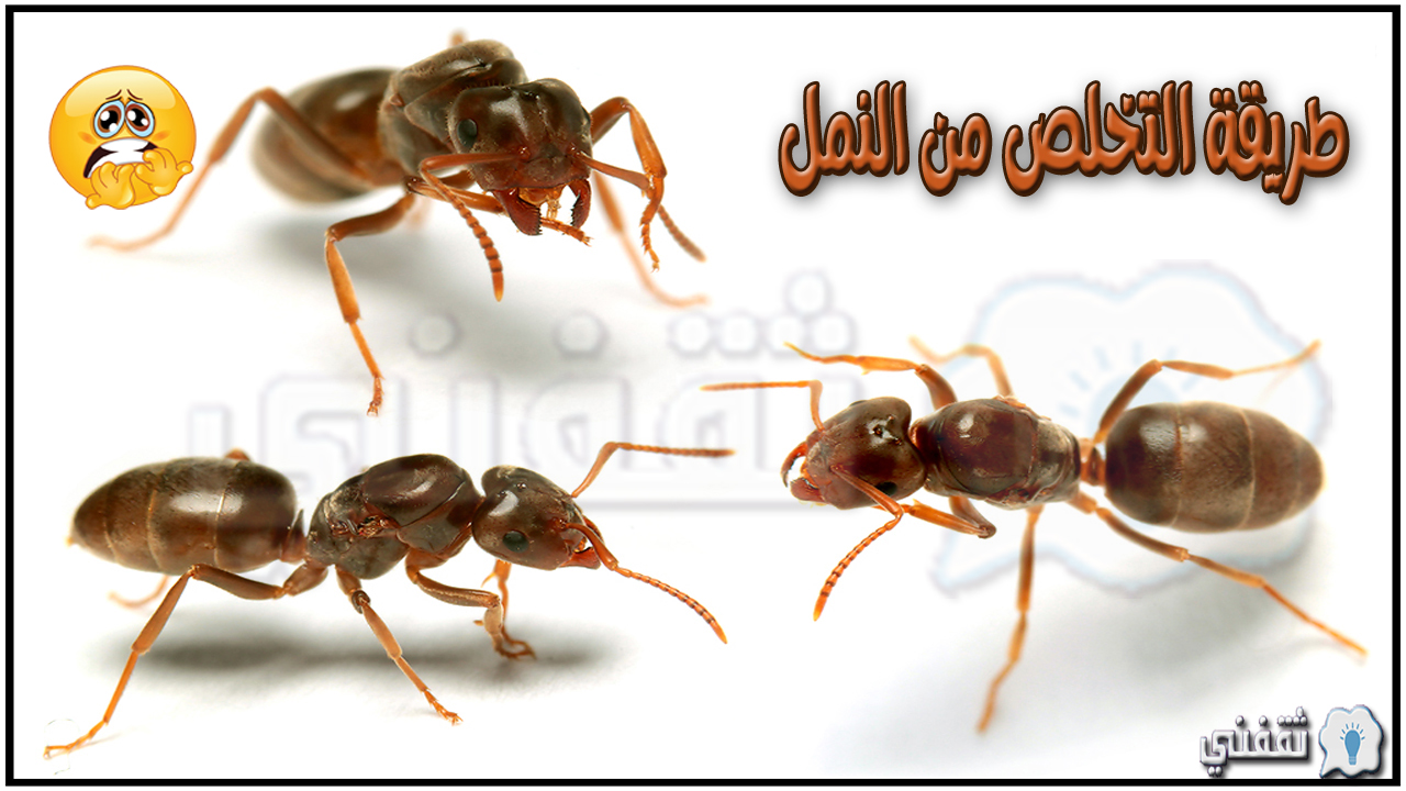 طرق طبيعية للتخلص من النمل