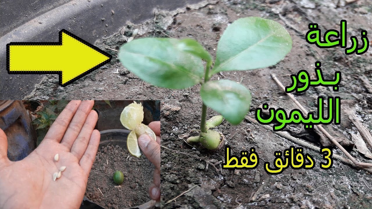 طريقة زراعة الليمون في المنزل