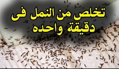 بدون كيماويات ...اقوي الحلول للتخلص من النمل والحشرات المنزلية بجميع أنواعها