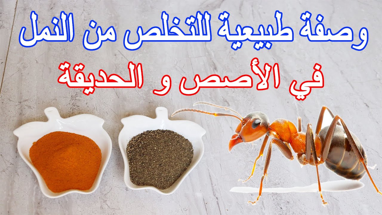 وصفة طبيعية للتخلص من النمل