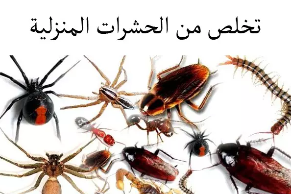 التخلص من الحشرات