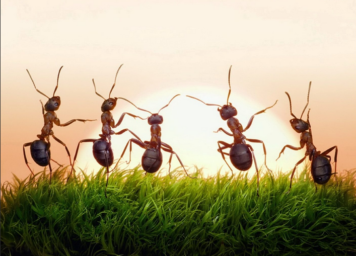 التخلص من النمل والصراصير