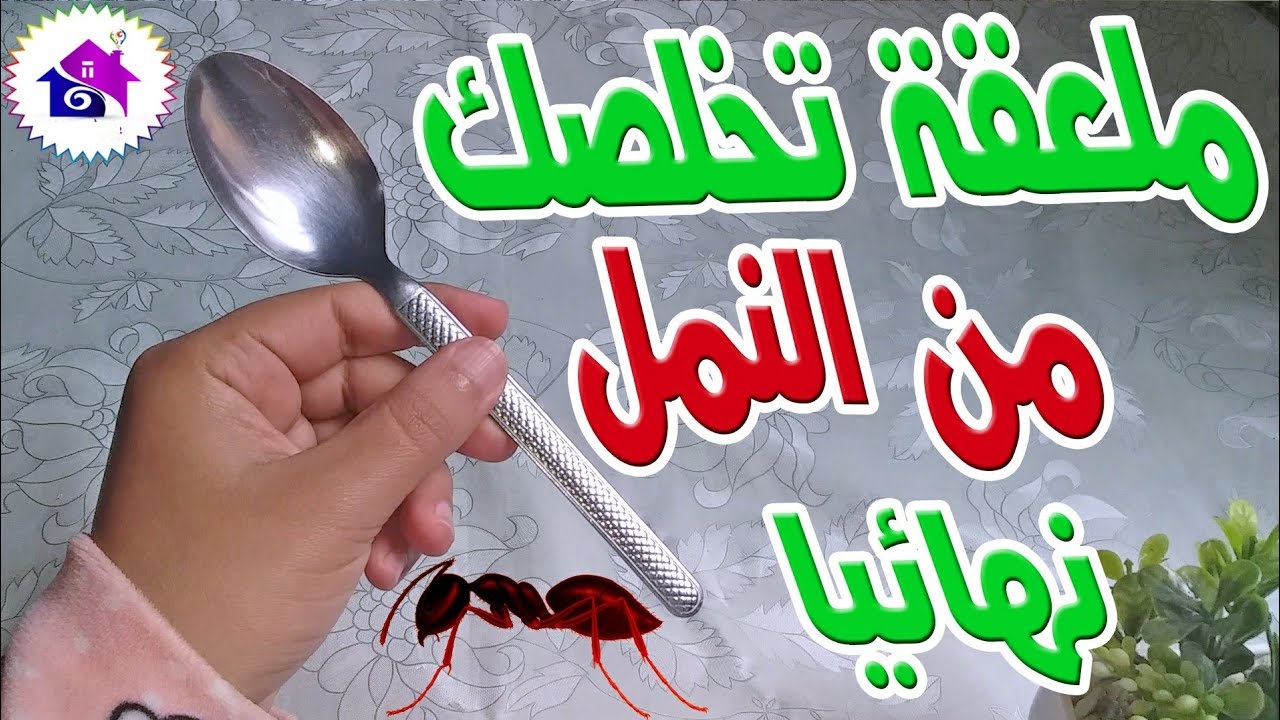 القضاء على النمل