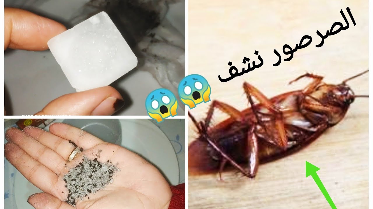 بقرص واحد من الصيدلية ودعي الصراصير والنمل والذباب