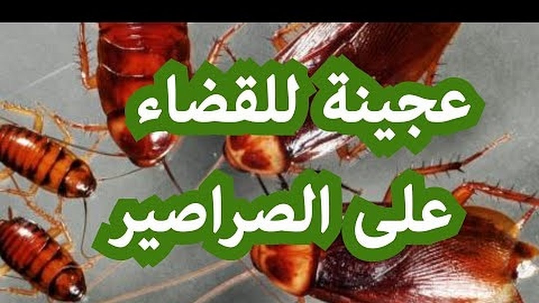 التخلص من الصراصير