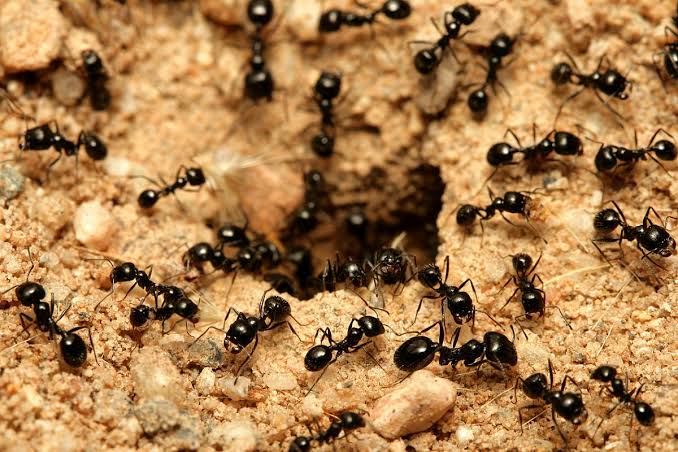 سبب وجود النمل في البيوت