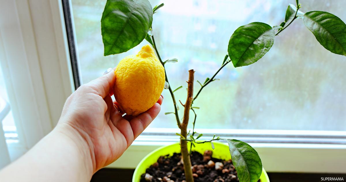 طريقة زراعة الليمون في المنزل