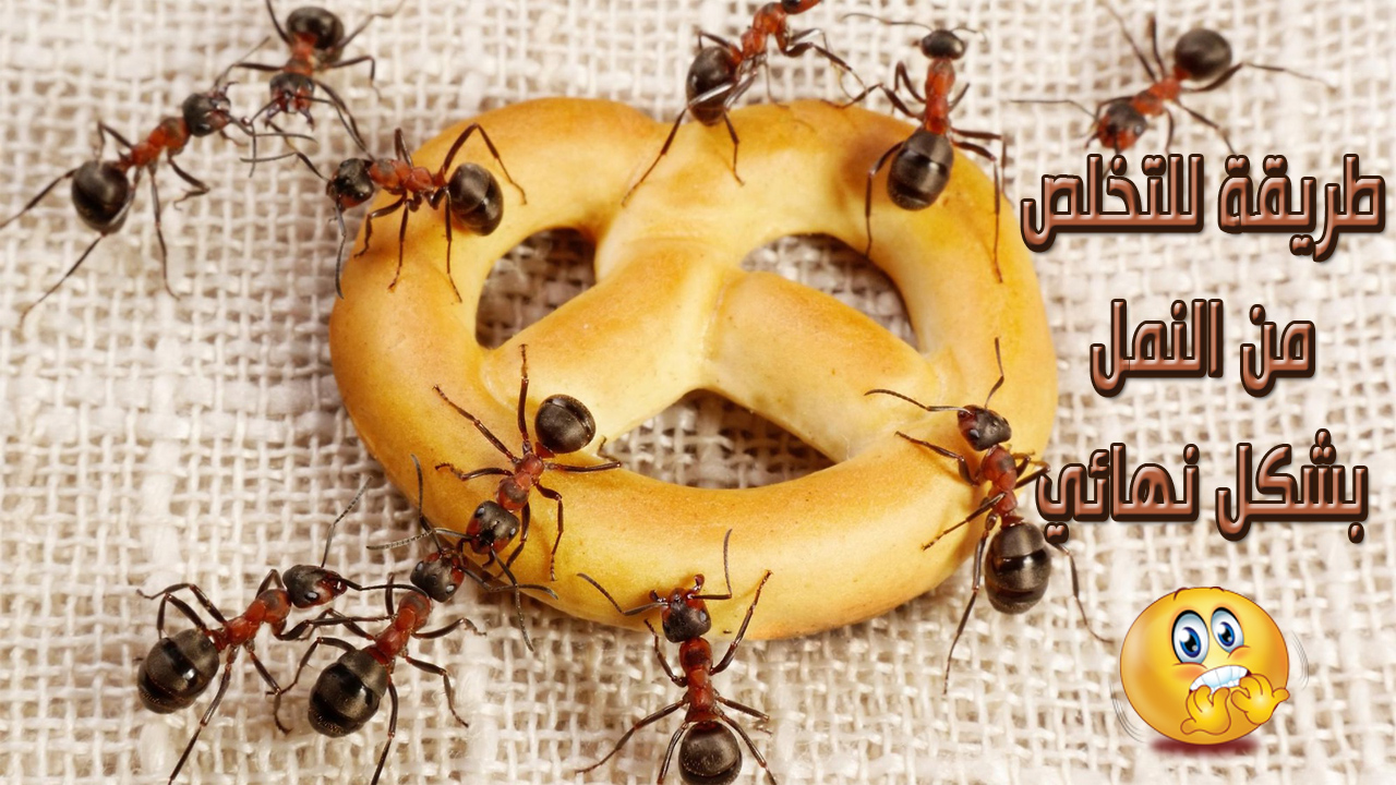 طريقة-للتخلص-من-النمل