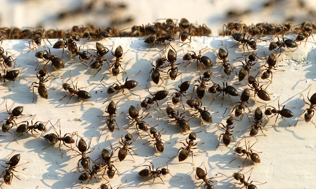 حيل مبتكرة لطرد النمل نهائياً من منزلك