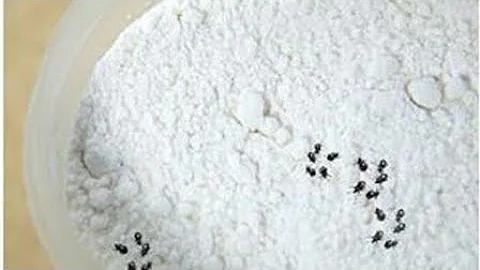 ما فيش تسوس تانى ...الطريقة الصحيحة للحافظ على الدقيق من التسوس لأطول فترة ممكنه