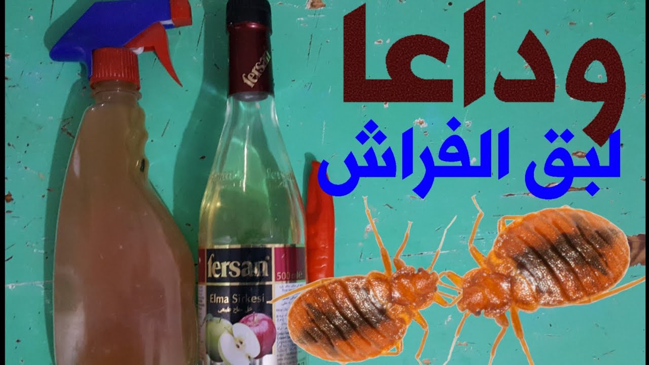 هتهرب فورًا اقوى حل لطرد الحشرات.. أنسي البق
