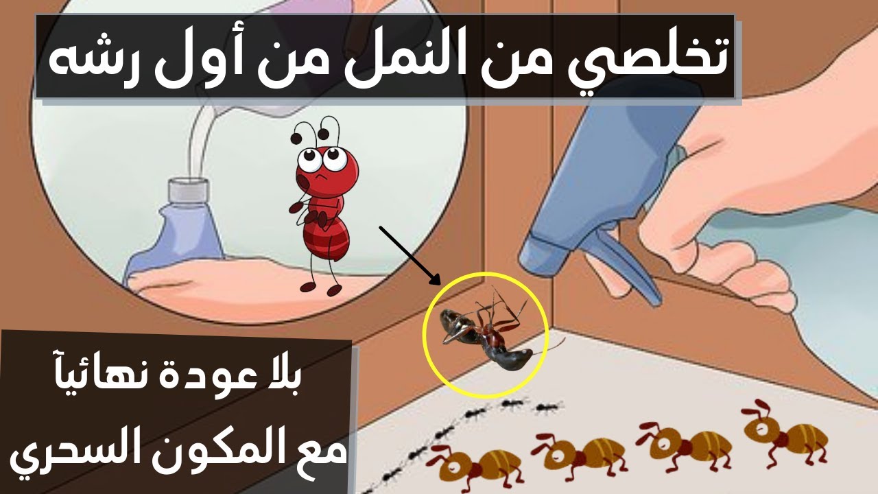 خلطة سحرية للتخلص من النمل