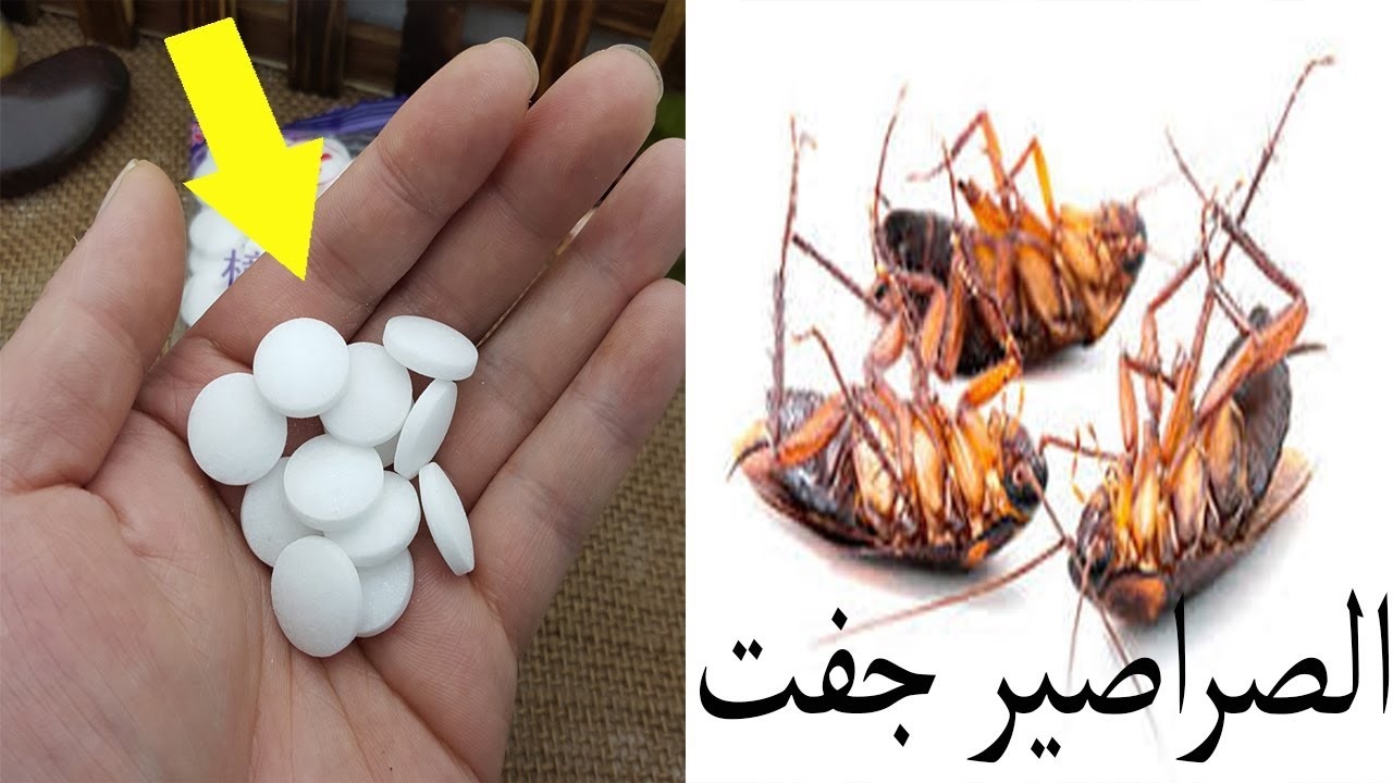 بقرص عجيب من الصيدلية انسي البق والصراصير والنمل والحشرات نهائيا في دقيقة واحدة