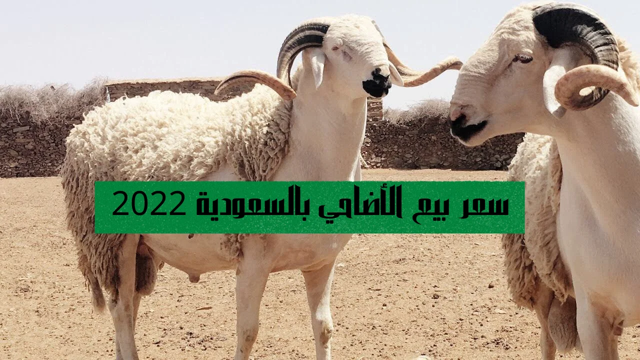 سعر بيع الأضاحي بالسعودية