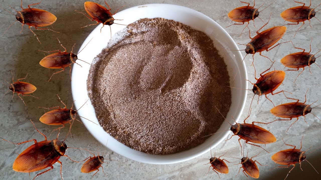 طرق التخلص من النمل والصراصير
