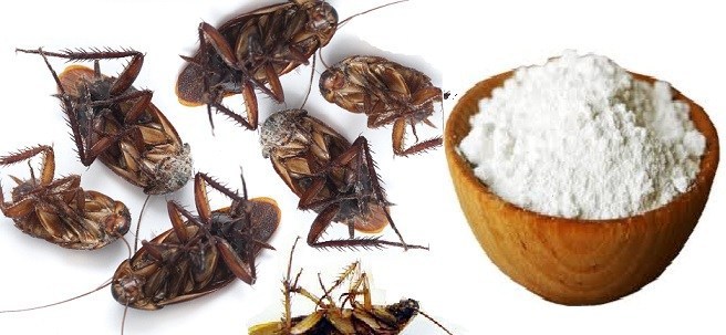وداعا لحشرات الصيف.. خلطة فعالة ضعيها في أركان المطبخ الصراصير والناموس والنمل سيختفي من بيتك فورا