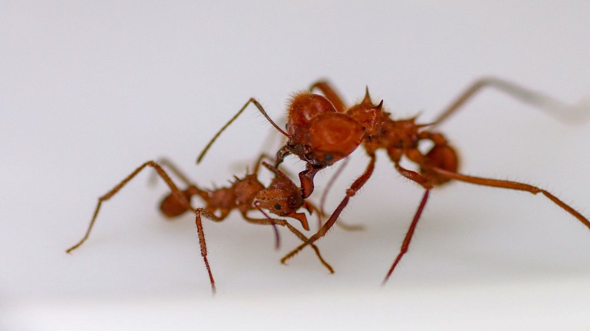 وصفة للتخلص من النمل