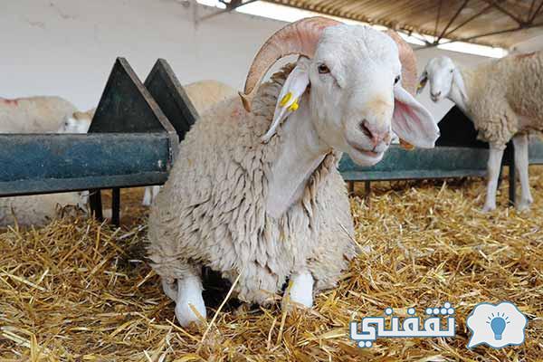 شروط شراء أضحية العيد 