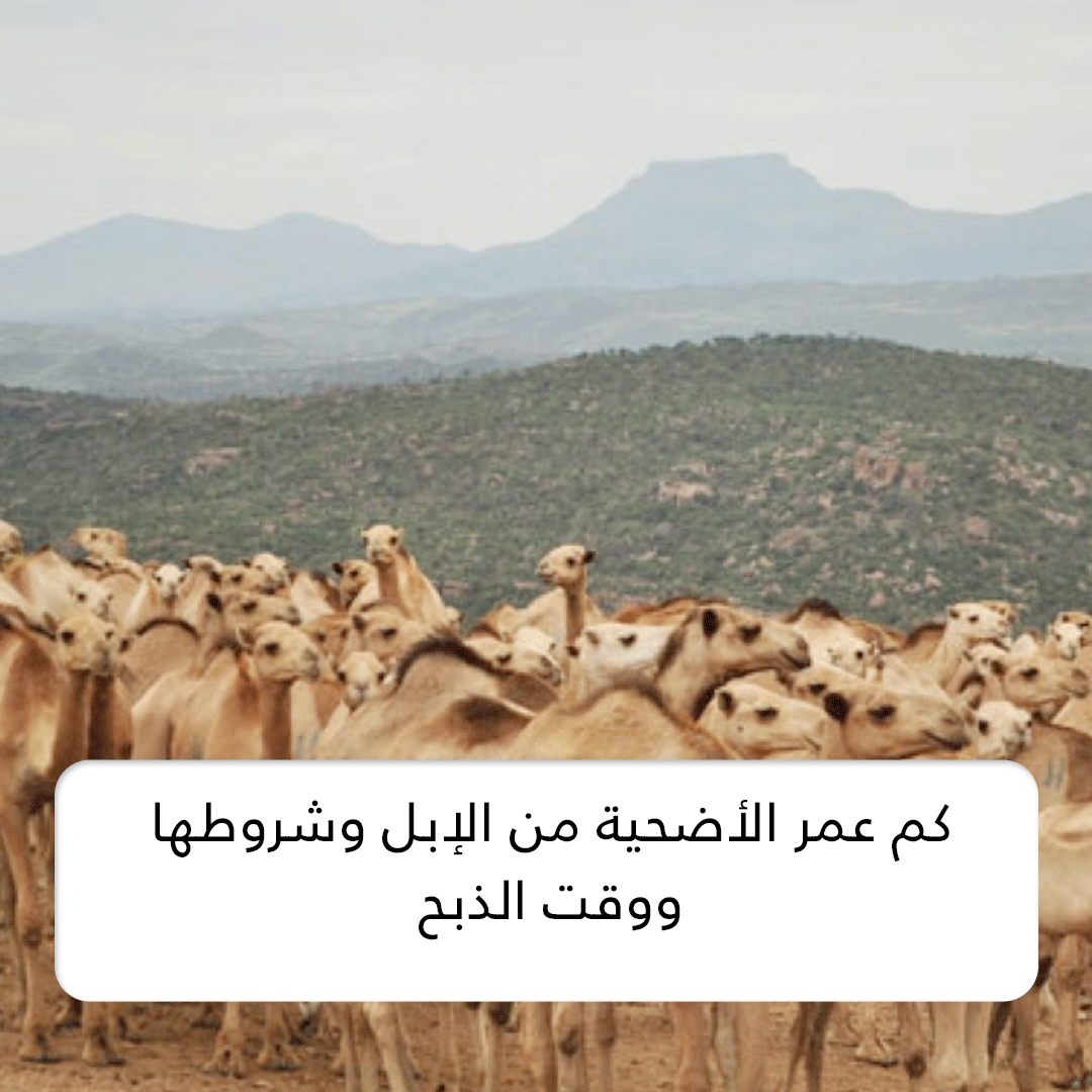 كم عمر الأضحية من الإبل