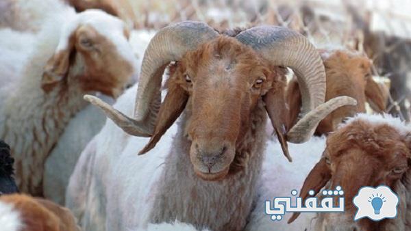 أسعار شراء الأضاحي ولحوم العيد لعام 2022 في مصر والسعودية