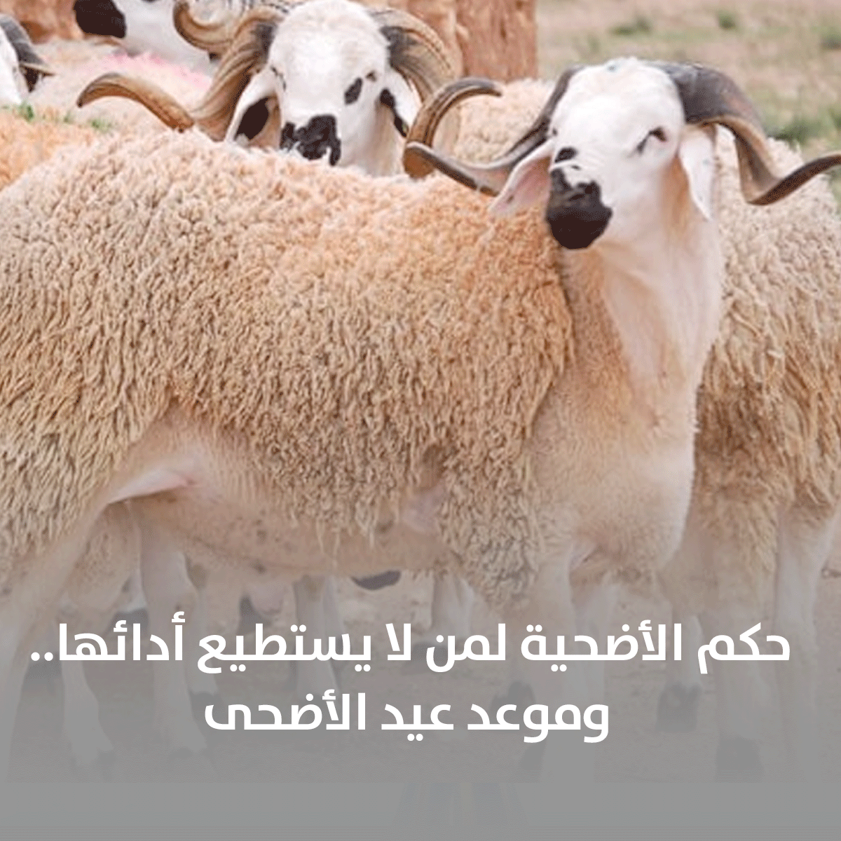 حكم الأضحية لمن لا يستطيع أدائها.