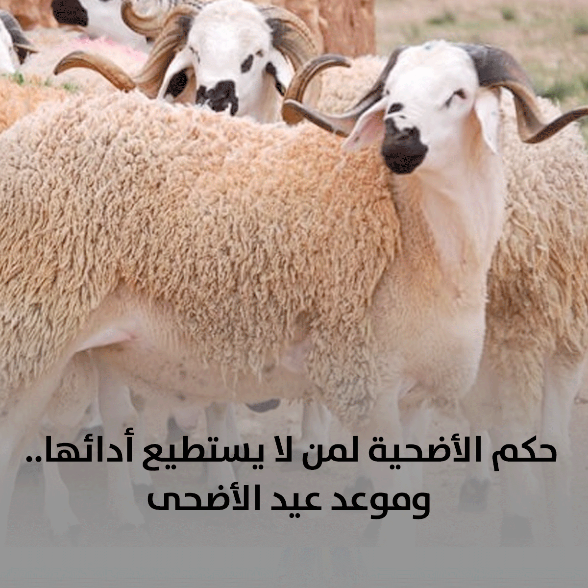 حكم الأضحية لمن لا يستطيع أدائها.