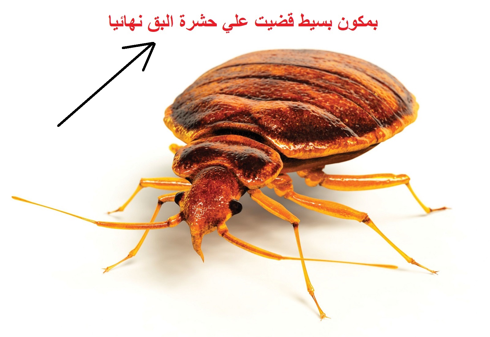 التخلص من حشرة البق