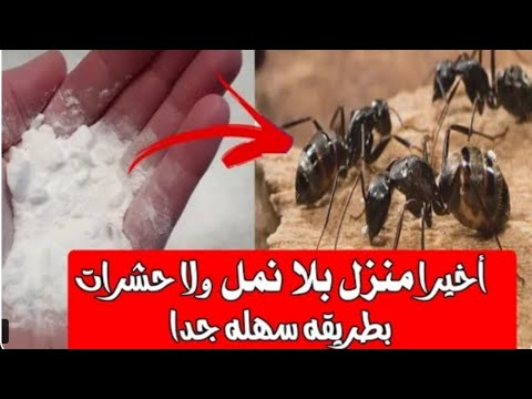 وداعاً للنمل.. طريقة التخلص من النمل والصراصير والحشرات الزاحفة نهائيا وبلا عودة بدون اي مواد كيميائية